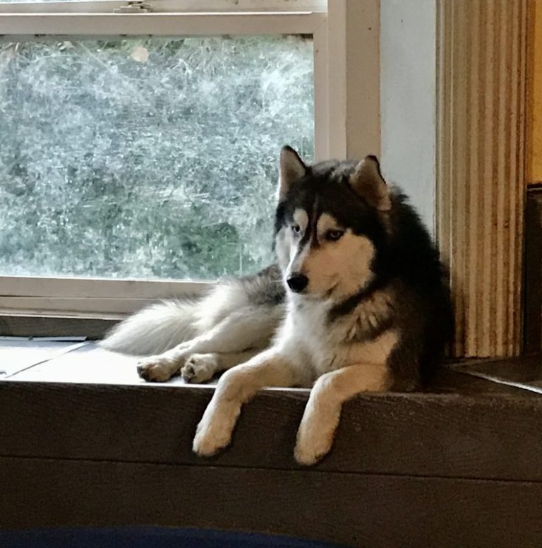 Meet Our Dogs Mini Husky Country Oregon