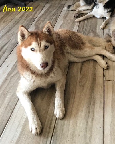 Mini deals husky oregon