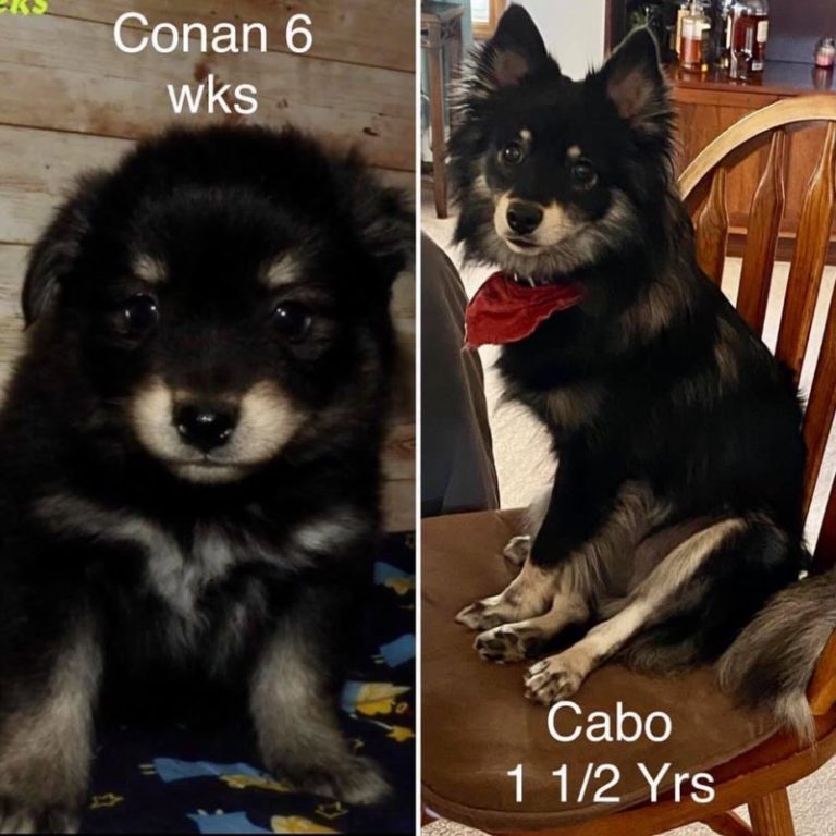 Photos Mini Husky Country Oregon