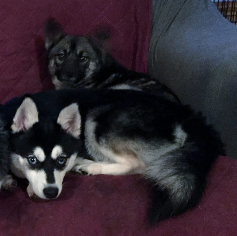 Meet Our Dogs Mini Husky Country Oregon