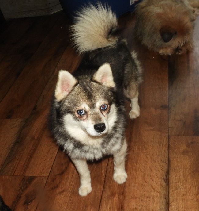 miniature husky oregon