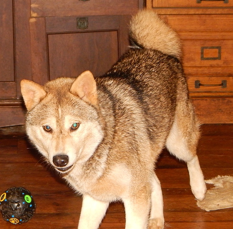 Puppies Available Mini Husky Country Oregon